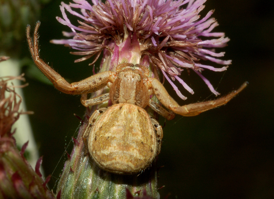 Xysticus sp.