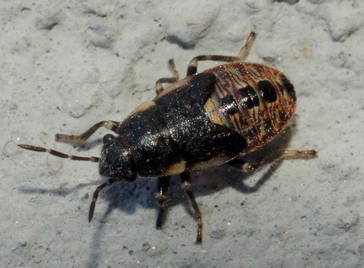 ninfa di Heterogaster urticae