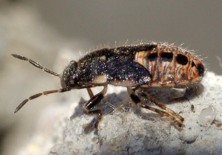 ninfa di Heterogaster urticae