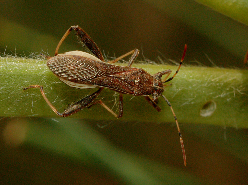 Alydidae: Camptopus lateralis di Cornaredo