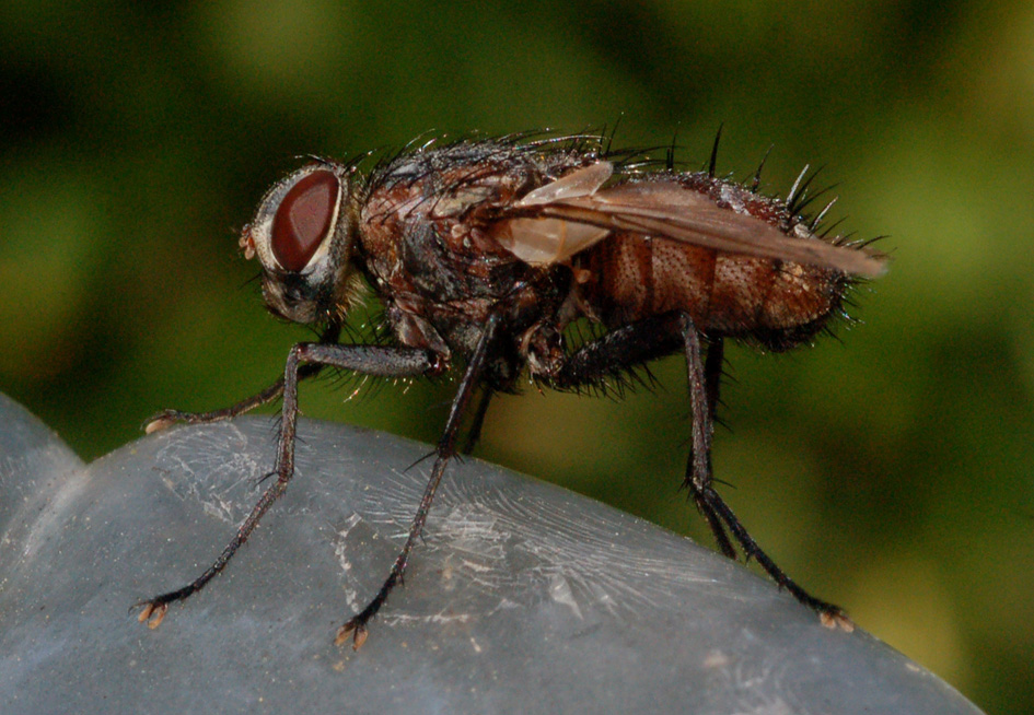 Tachinidae?