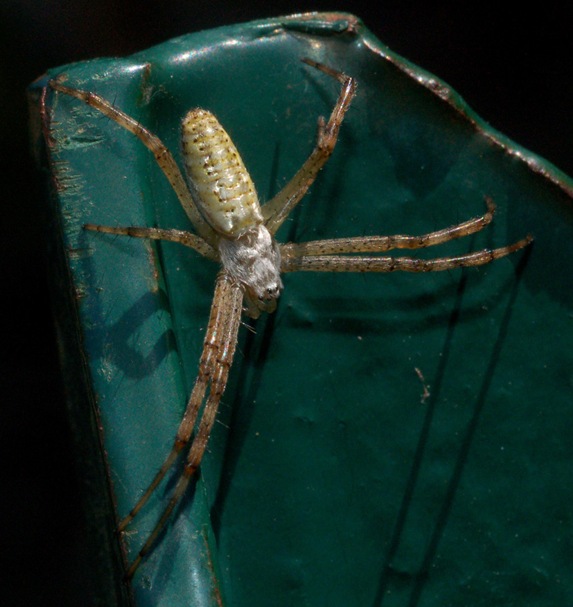 Argiope bruennichi