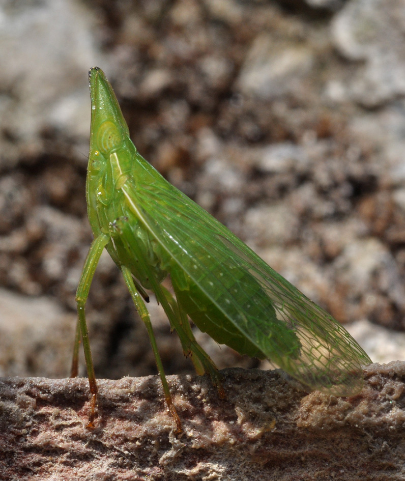 strano essere...Dictyophara europaea dalla Toscana