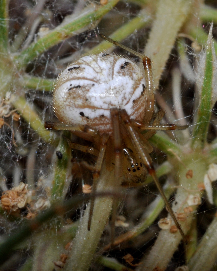 Theridiidae?  S, Phylloneta cfr. impressa