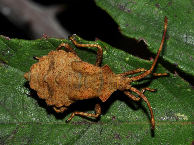 Coreidae: ninfa di Coreus marginatus