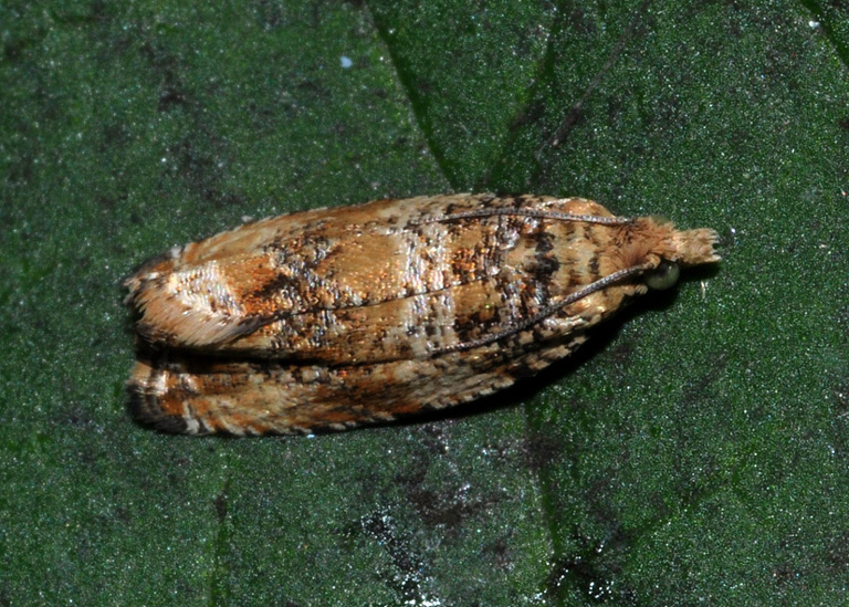 Tortricidae: Celypha cespitana?