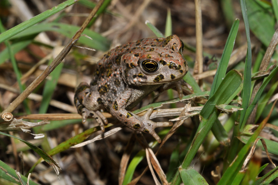 Bufo viridis? Bufotes balearicus