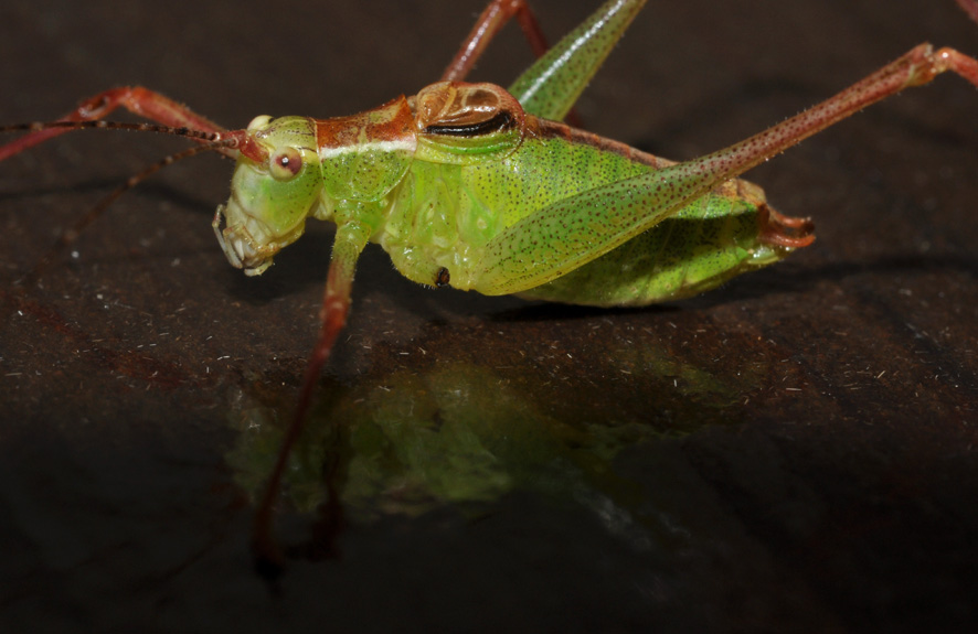 Tettigoniidae: conferma ID