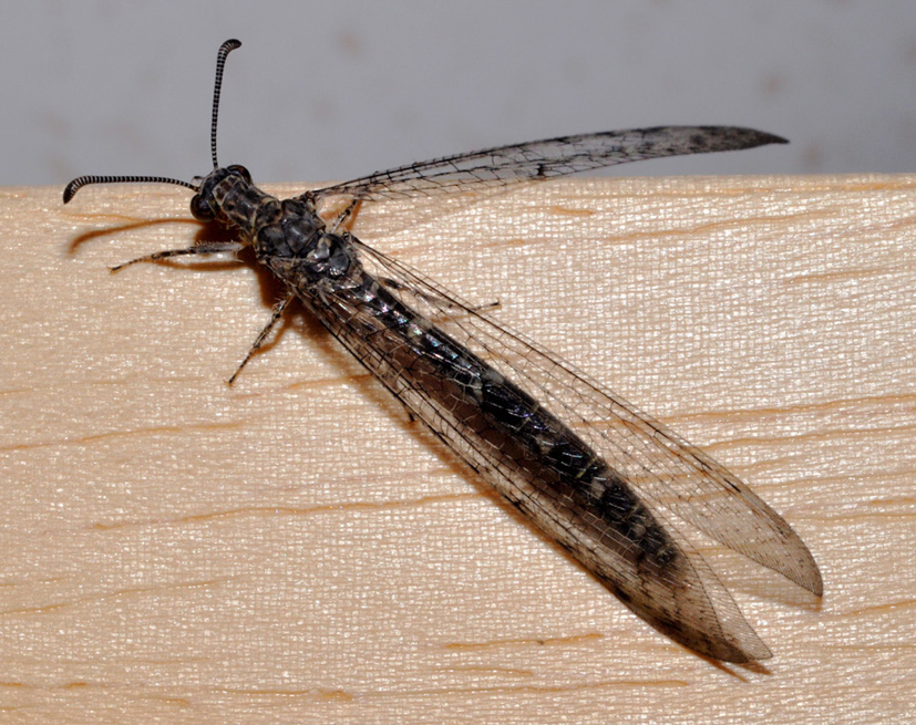 Neuroleon egenus