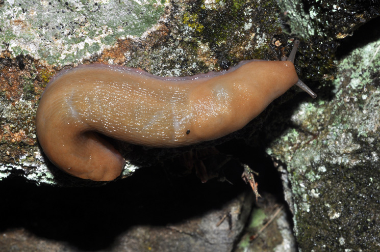 Un Limax del corsicus-gruppo da Cavriglia (AR)