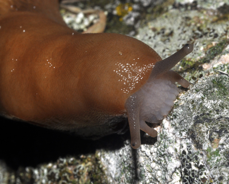 Un Limax del corsicus-gruppo da Cavriglia (AR)