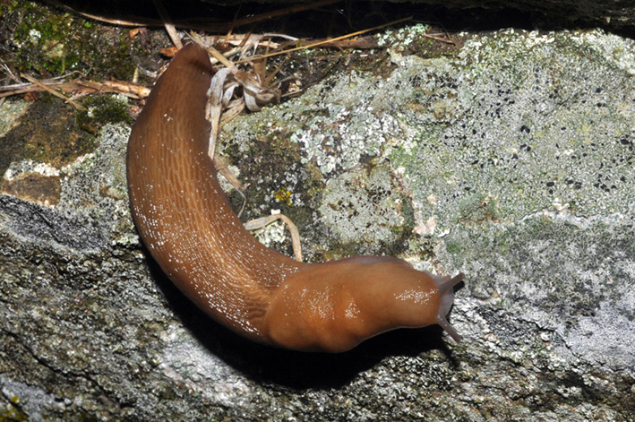 Un Limax del corsicus-gruppo da Cavriglia (AR)