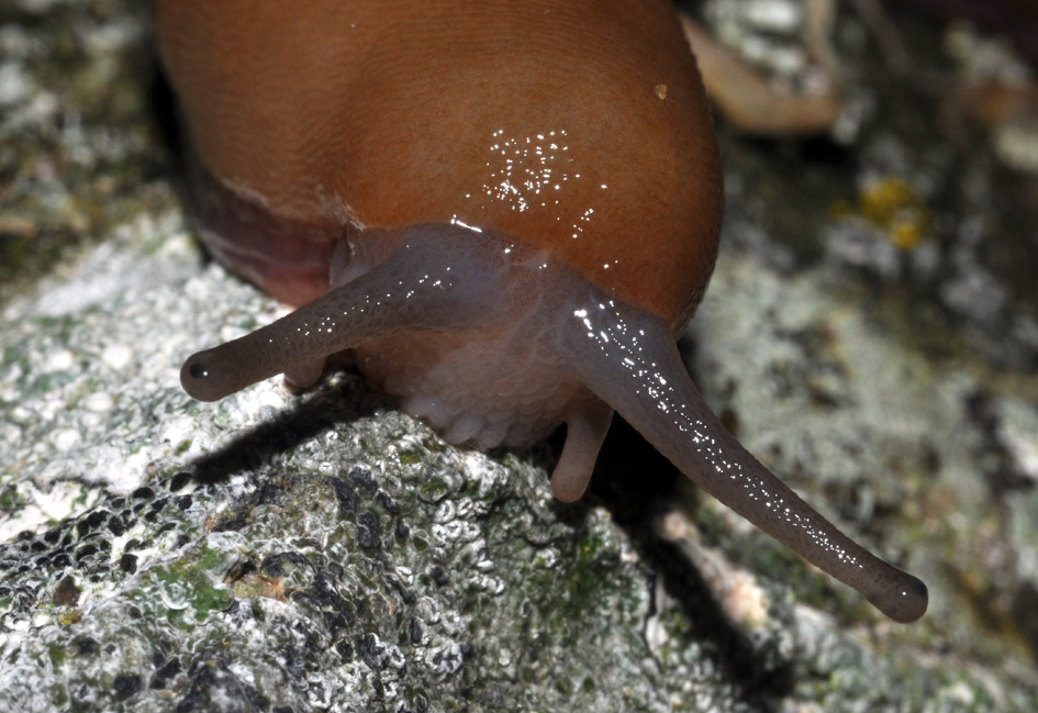 Un Limax del corsicus-gruppo da Cavriglia (AR)