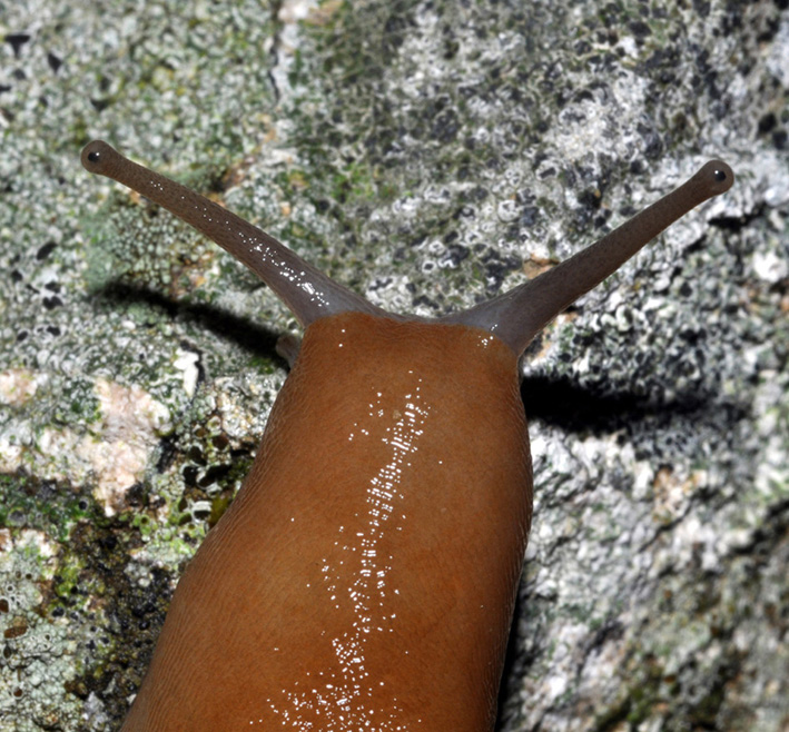 Un Limax del corsicus-gruppo da Cavriglia (AR)