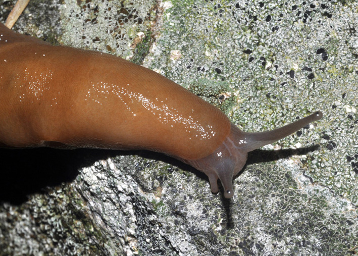 Un Limax del corsicus-gruppo da Cavriglia (AR)