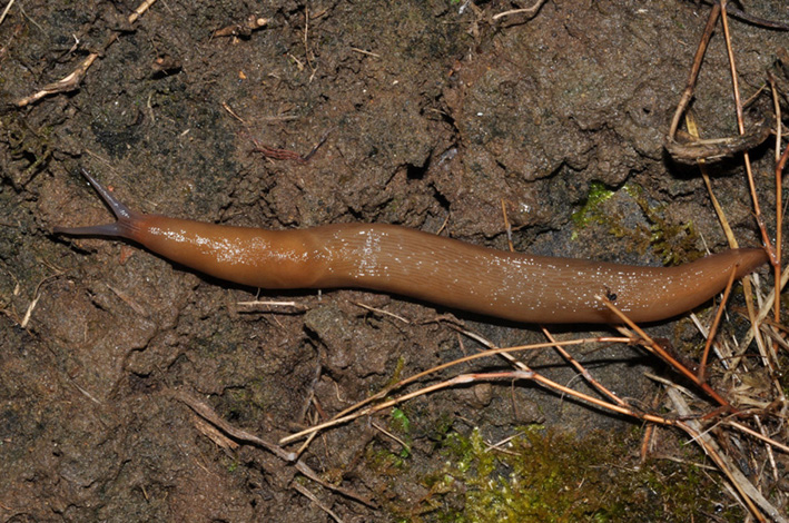 Un Limax del corsicus-gruppo da Cavriglia (AR)