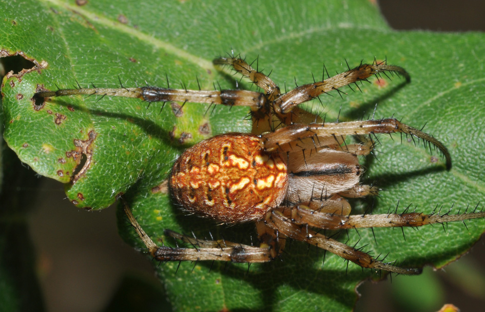 Neoscona byzanthina