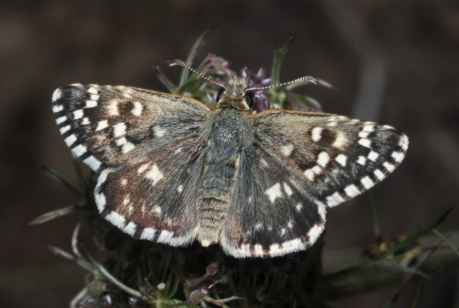 Hesperidae: quale? Pyrgus malvoides