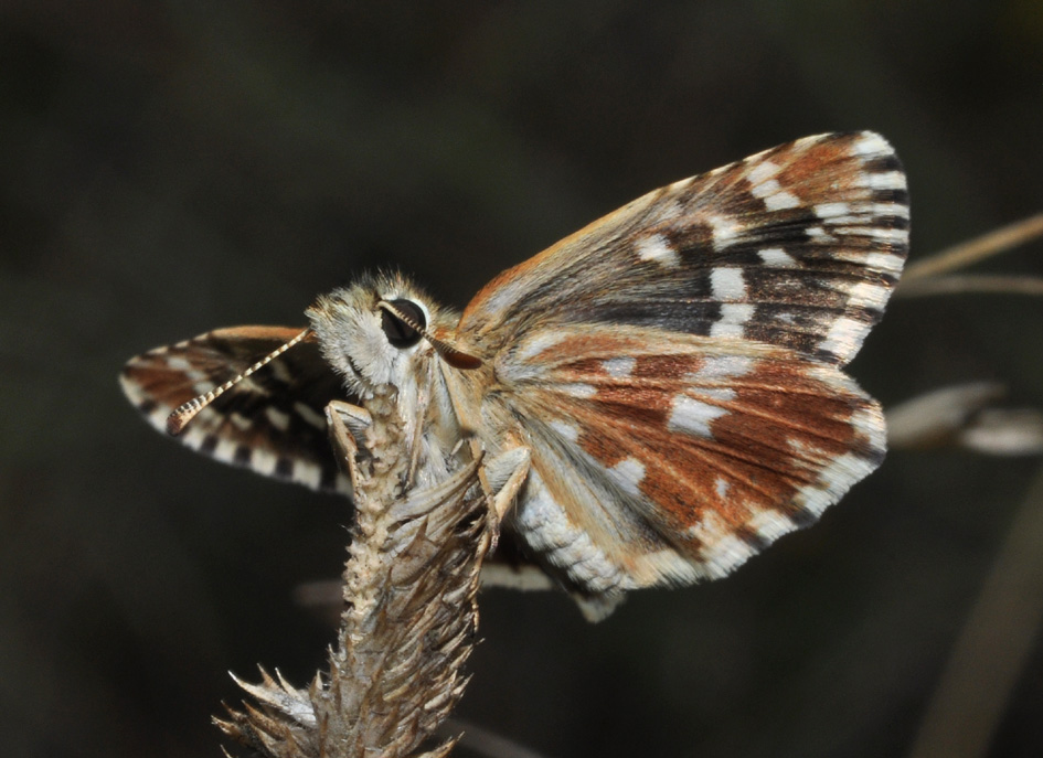 Hesperidae: quale? Pyrgus malvoides