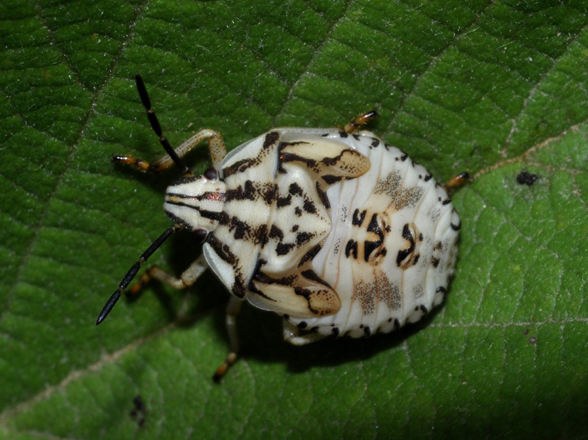 altra ninfa da id: forse carpocoris?