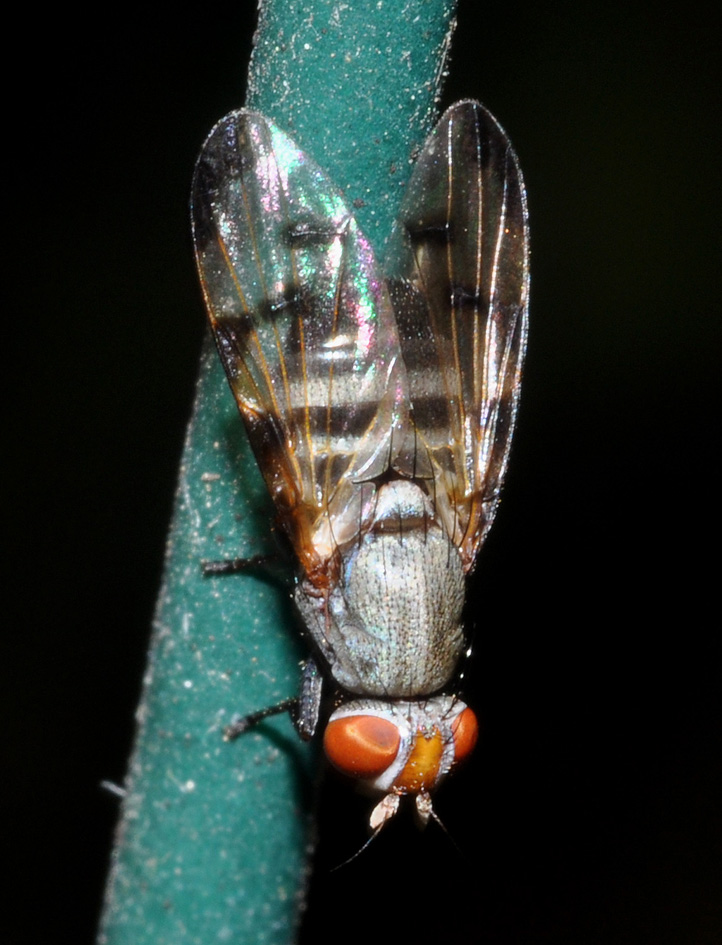 Herina tristis (Ulididae)