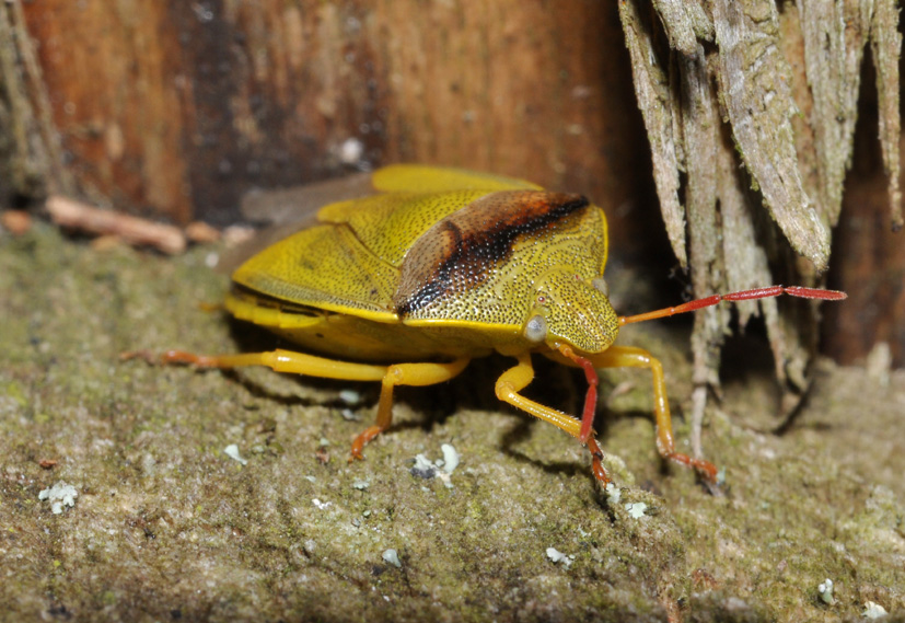 Pentatomidae: Piezodorus lituratus di Cavriglia