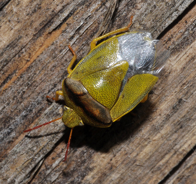 Pentatomidae: Piezodorus lituratus di Cavriglia