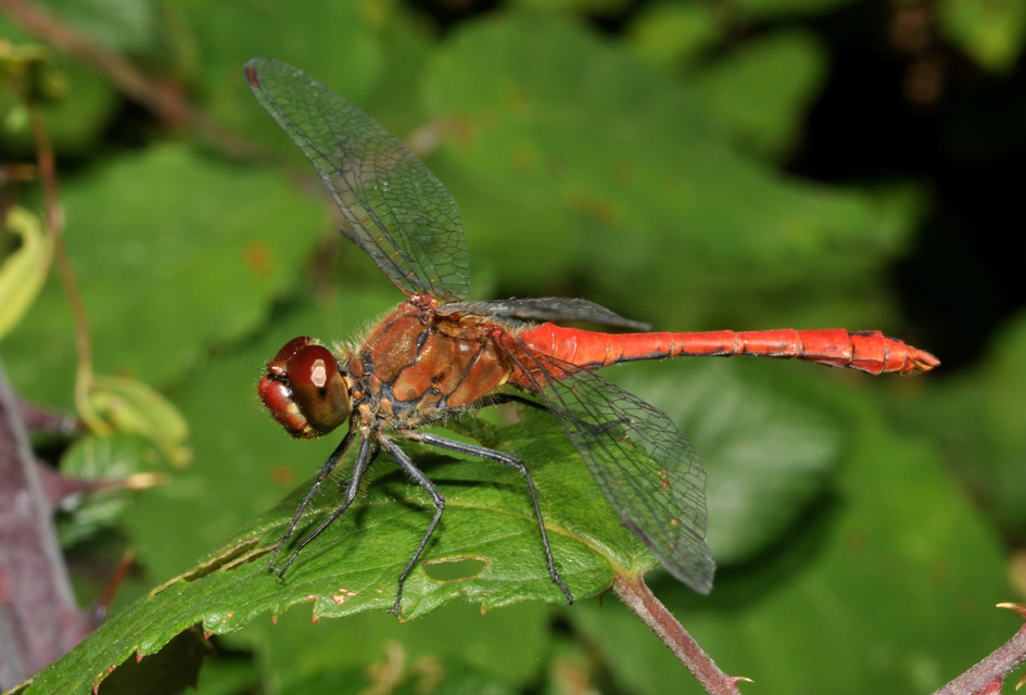 ancora sympetrum...