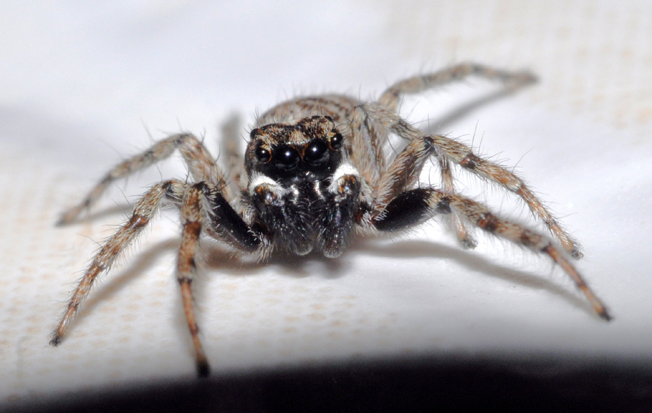 Menemerus semilimbatus