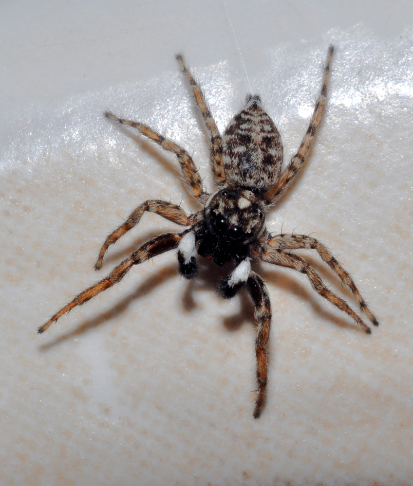 Menemerus semilimbatus