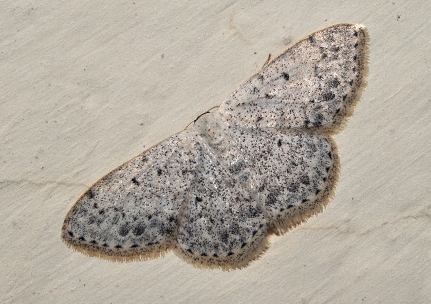 Geometridae: aiuto ID : Scopula marginepunctata