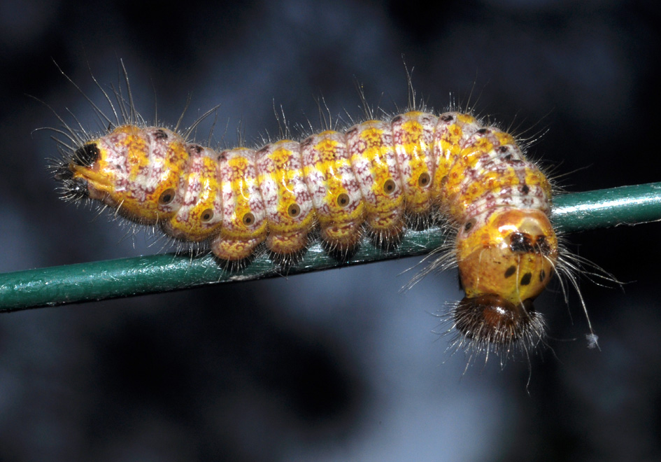 altro bruco da id - Phalera bucephala