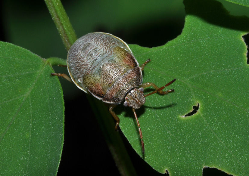 ninfa da id
