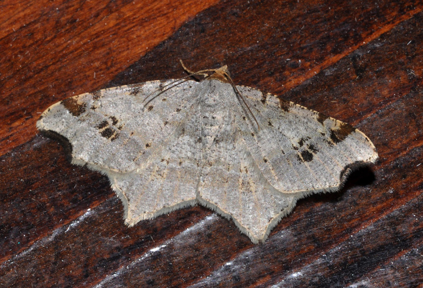 Geometridae: aiuto ID (5)