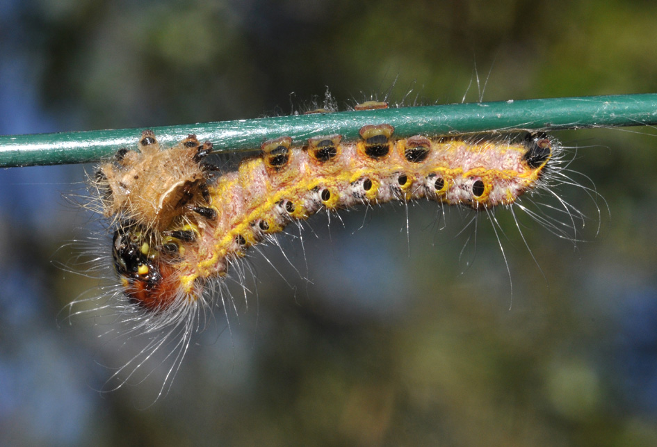 altro bruco da id - Phalera bucephala