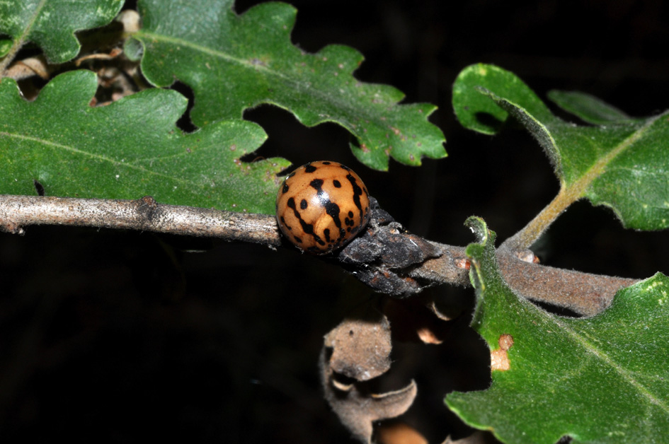 galla mai vista, forse Cynips sp.?