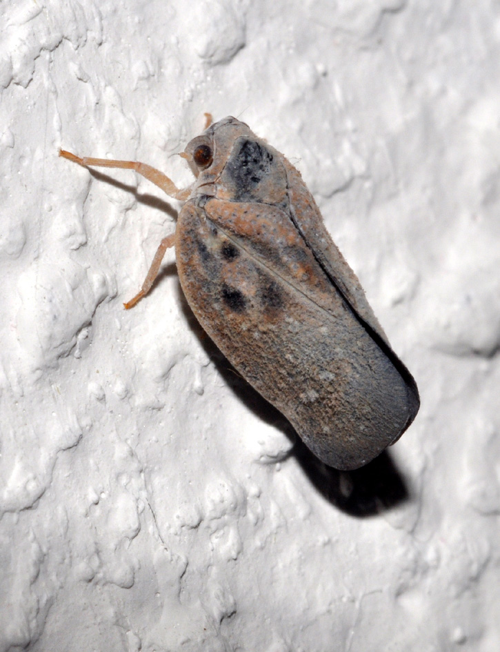 Flatidae?  s   Metcalfa pruinosa dalla Basilicata