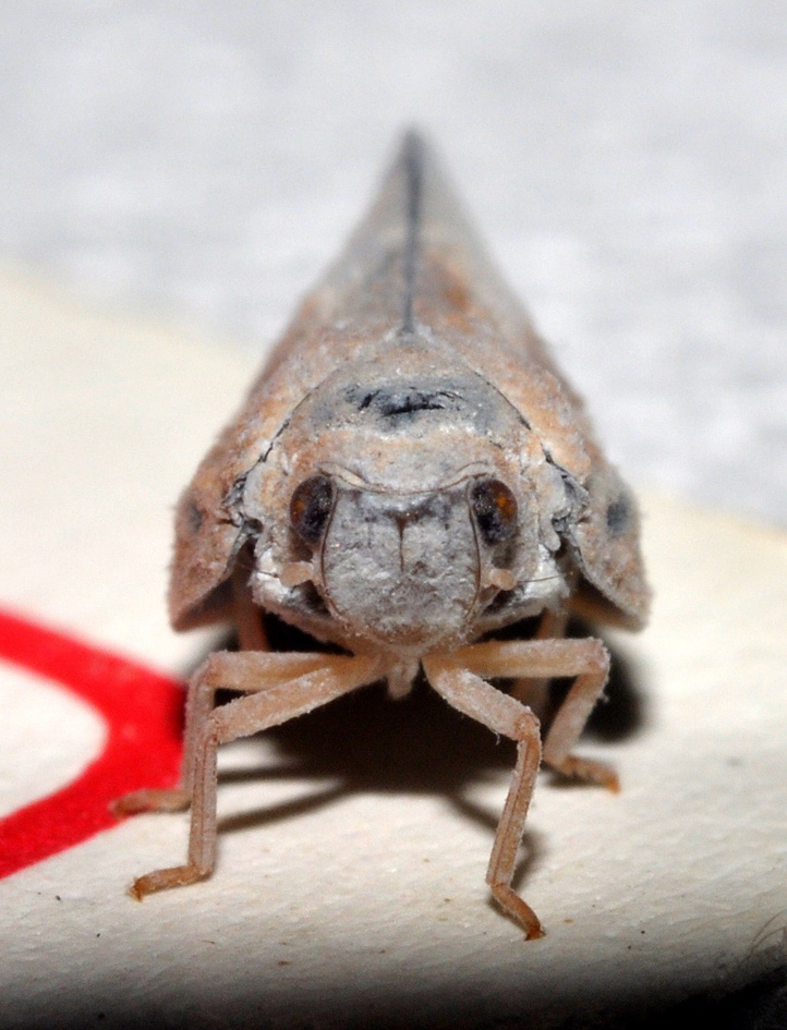 Flatidae?  s   Metcalfa pruinosa dalla Basilicata