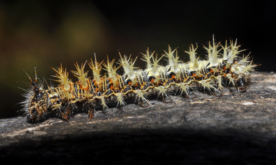 Nymphalidae: bruco di Polygonia, forse...