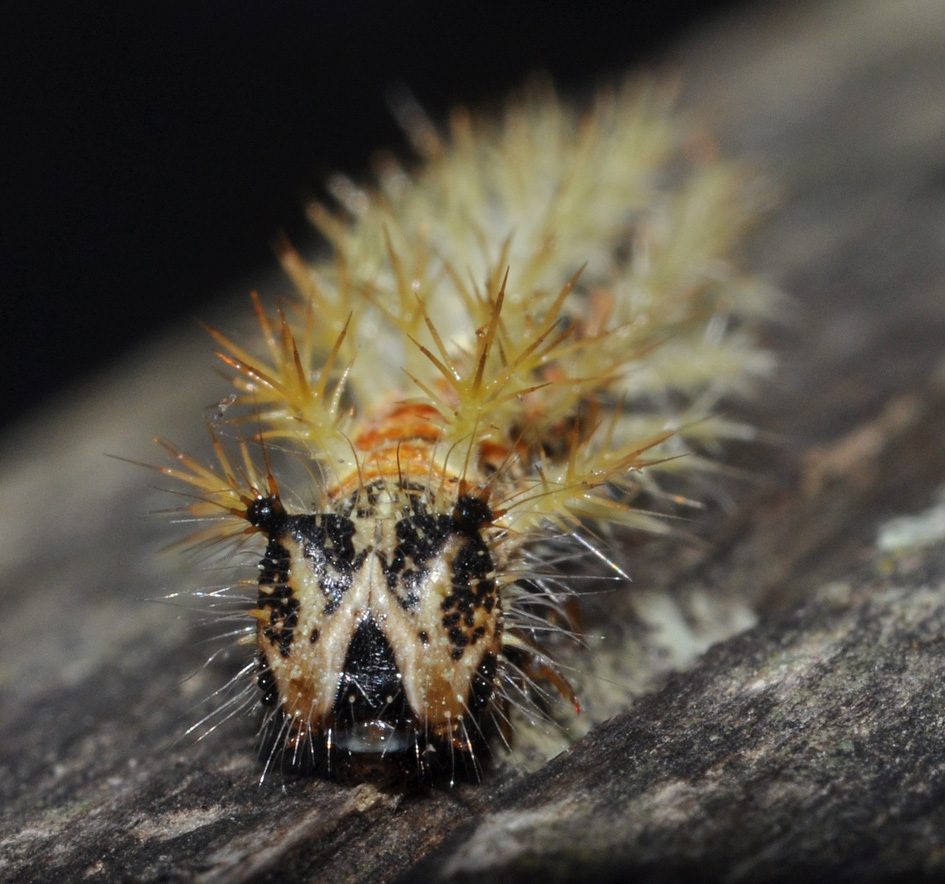 Nymphalidae: bruco di Polygonia, forse...