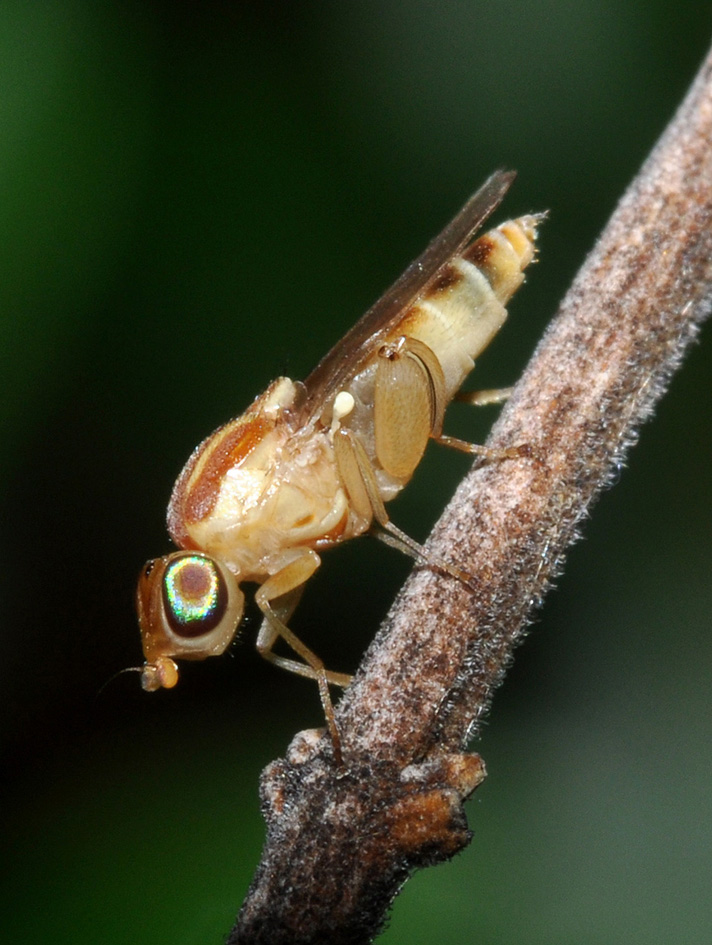 Meromyza cf. nigriventris (Chloropidae)