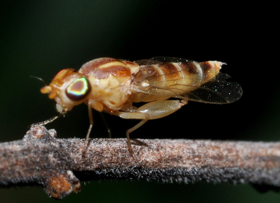 Meromyza cf. nigriventris (Chloropidae)