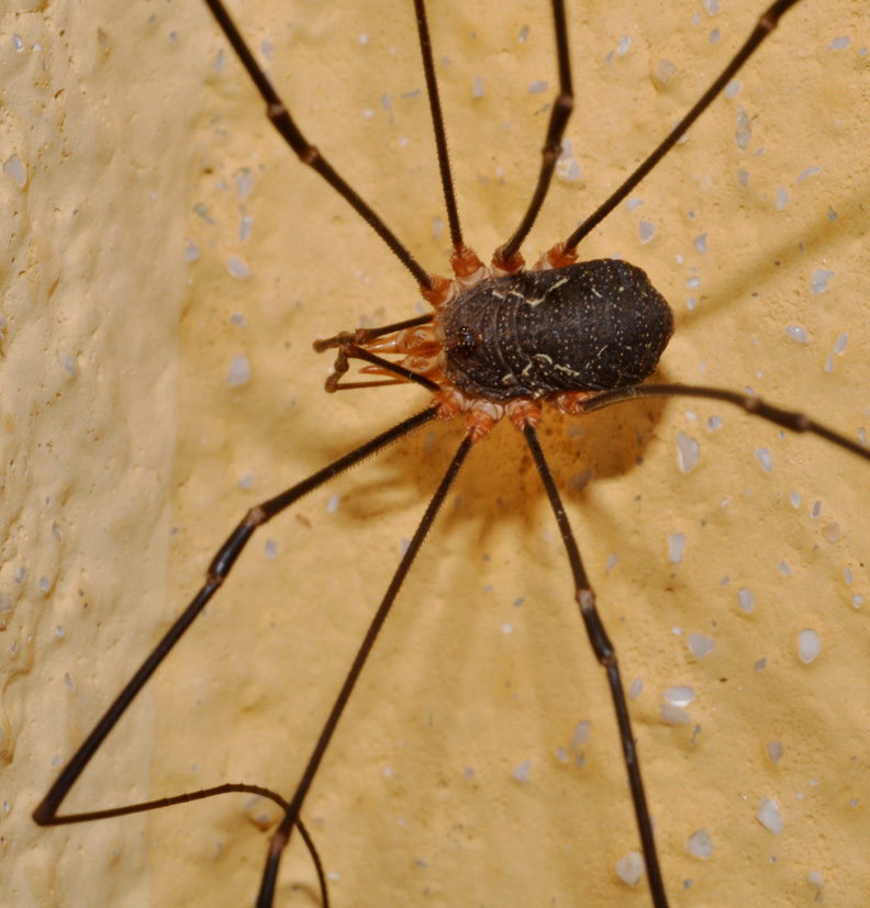 Phalangium opilio dalla Basilicata