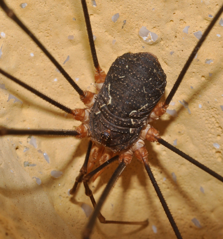 Phalangium opilio dalla Basilicata