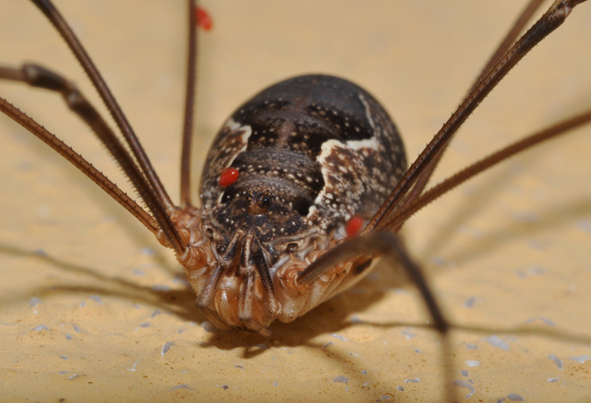 Opiliones dalla Basilicata