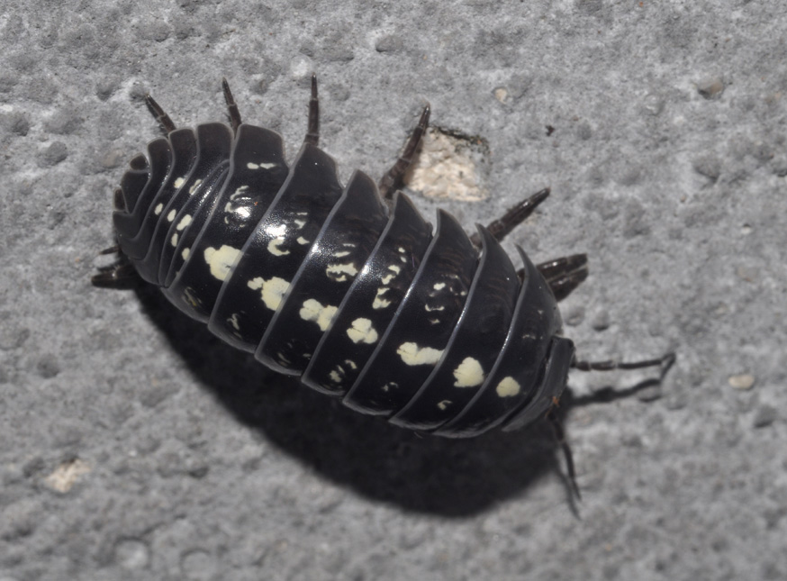 Armadillidium sp.