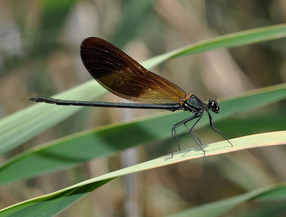 conferma per C. haemorrhoidalis m+f