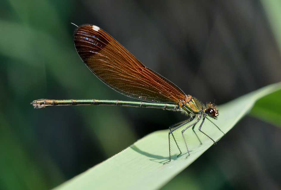conferma per C. haemorrhoidalis m+f
