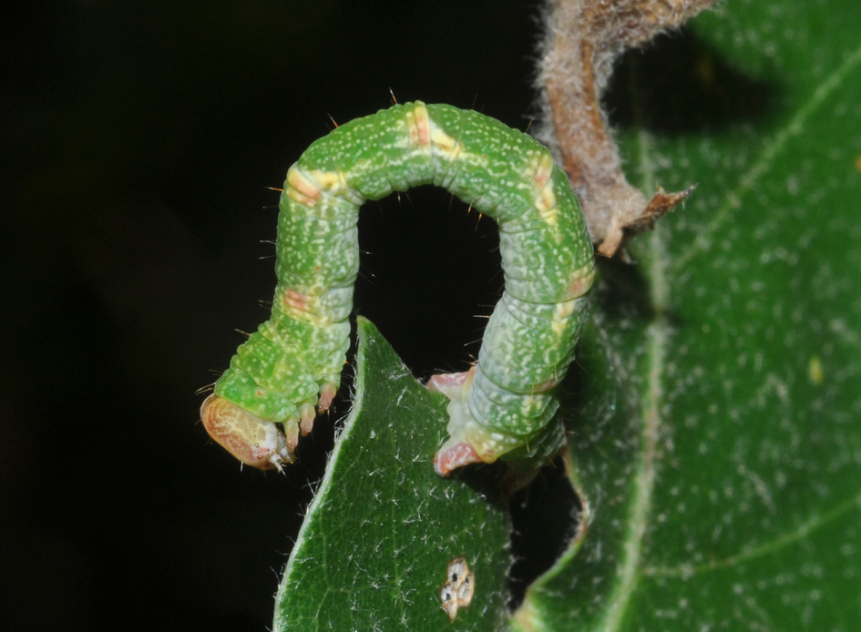 Bruco di Cyclophora (Codonia) punctaria
