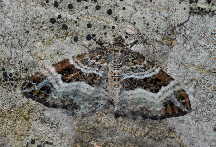 Geometridae: aiuto ID (4)